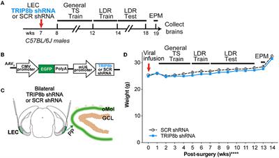 Behavioral pattern separation and cognitive flexibility are enhanced in a mouse model of increased lateral entorhinal cortex-dentate gyrus circuit activity